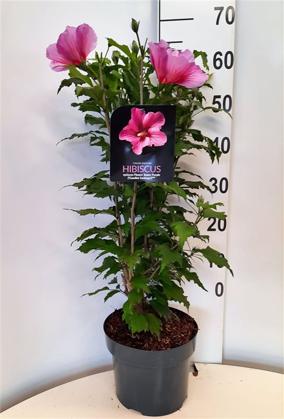 Hibiscus syr. 'Flower Tower Purple' - C5 60-80 CM